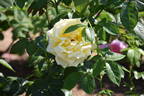 Amatsu-Otome rose photo
