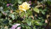 Amatsu-Otome rose photo