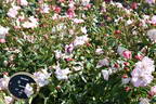 Hana-Gasumi rose photo