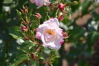 Hana-Gasumi rose photo