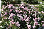 Mevrouw Nathalie Nypels rose photo