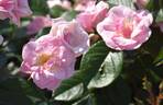 Mevrouw Nathalie Nypels rose photo