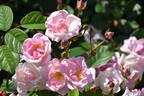 Mevrouw Nathalie Nypels rose photo