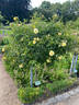 Gold Bonica rose photo