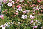 Dainty Bess rose photo