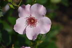 Dainty Bess rose photo
