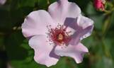 Dainty Bess rose photo