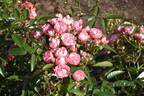 Margo Koster rose photo