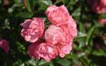 Margo Koster rose photo