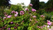 Quatre Saisons Rose rose photo