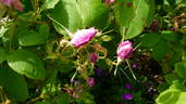 Quatre Saisons Rose rose photo