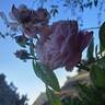Spirit of Freedom rose photo
