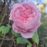 Spirit of Freedom rose photo