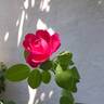 Cybelle ® rose photo
