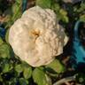 Pure Perfume ™ rose photo