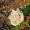 Pink Promise rose photo