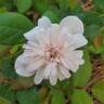 Perle d'Or rose photo