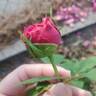 Général Washington rose photo