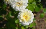 Moonsprite rose photo