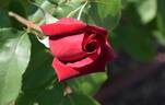 Chrysler Imperial rose photo