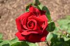 Chrysler Imperial rose photo