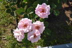 Madame Butterfly rose photo