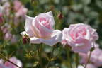Madame Butterfly rose photo