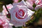 Madame Butterfly rose photo