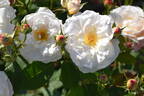 Gruss an Aachen rose photo