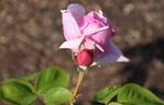 La France rose photo