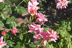 Madame Edouard Herriot rose photo