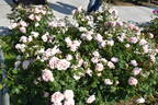 Bridal Pink ™ rose photo