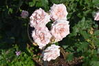 Bridal Pink ™ rose photo