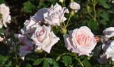 Bridal Pink ™ rose photo