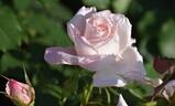 Bridal Pink ™ rose photo