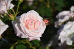 Bridal Pink ™ rose photo
