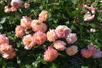 Augusta Luise ® rose photo