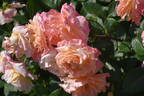 Augusta Luise ® rose photo