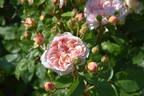 Evelyn ™ rose photo