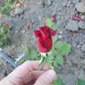 Night Time rose photo