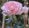 The Ancient Mariner rose photo