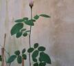 Gertrude Jekyll rose photo