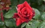 Konrad Henkel rose photo