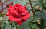 Konrad Henkel rose photo