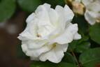 Ginsekai rose photo