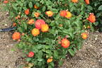 Nishiki rose photo