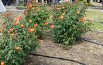 Nishiki rose photo