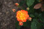 Nishiki rose photo