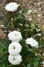 Alba Meillandina ® rose photo