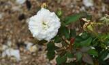 Alba Meillandina ® rose photo